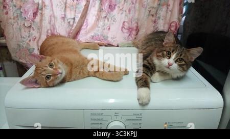 Due gatti sono stesi su una lavatrice bianca. Uno è lo zenzero, l'altro è grigio. Foto Stock