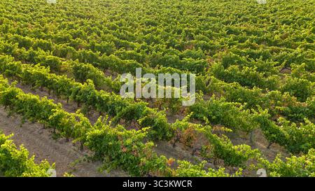 Splendido vigneto nei Paesi Baschi, in Spagna, al tramonto Foto Stock