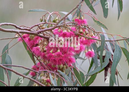 Fiori di corteccia rossa Foto Stock