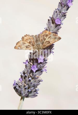 La farfalla di Mallow Skipper (Carcharodus alceae) si è sistemata su una testa di fiori di lavanda in un giardino in Grecia Foto Stock