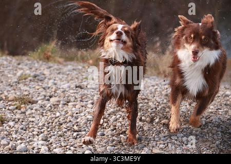 Due cani che corrono su una superficie rocciosa, uno di loro è marrone e bianco Foto Stock
