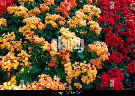 Bellissimo fiore di begonia giallo e rosso fresco. Foto Stock