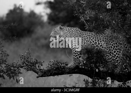 Un leopardo (Panthera pardus) si erge adagiato su un ramo d'albero, sorvegliando i suoi dintorni nel Bush africano. Questo capt fotografico in bianco e nero Foto Stock
