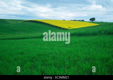 Un affascinante paesaggio rurale caratterizzato da lussureggianti campi verdi sotto un cielo nuvoloso, con dolci colline ondulate che creano una scena naturale artistica e serena, Foto Stock