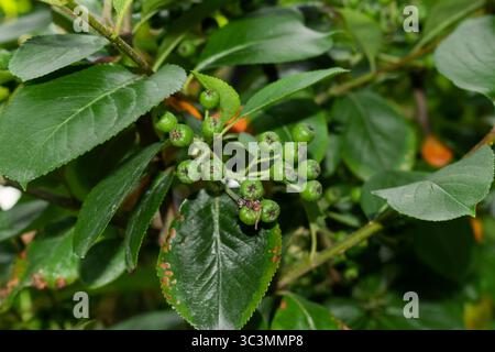 Colpo di testa di un ammasso di frutta di Aronia verde immaturo con foglie. Vista aerea delle verdi bacche di Aronia circondate da rami frondosi. Foto Stock