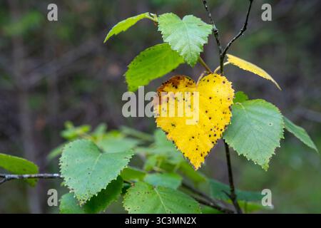 Foglia gialla e foglie verdi di betulla, Betula Foto Stock