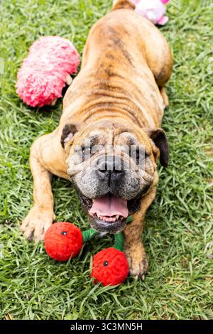 Un allegro cane adottivo gioca sull'erba verde con giocattoli vibranti, mostrando la felicità e l'energia che gli animali possono portare in una casa amorevole Foto Stock