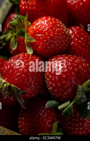 Uno shot ravvicinato di fragole appena raccolte, con vivaci sfumature rosse e foglie verdi. Le fragole sono grasse e succose, catturando l'essenza di Foto Stock
