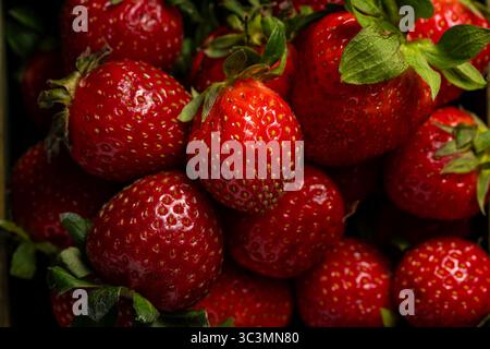 Un'immagine ravvicinata di fragole fresche e mature con vivaci sfumature rosse e superfici lucide, accompagnate da foglie verdi lussureggianti, che creano un'atmosfera visivamente accattivante Foto Stock
