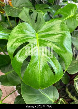 Dall'alto, le foglie verdi di Monstera mostrano i loro iconici motivi divisi, creando un'atmosfera lussureggiante e tropicale perfetta per il giardinaggio al chiuso Foto Stock