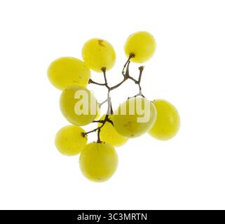 Vitigno comune. Uve (Vitis vinifera) del vitigno a bacca bianca Italia. Di solito mangiato fresco. Vista dall'alto, sfondo bianco isolato Foto Stock