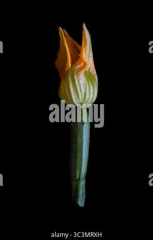 Una piccola zucca estiva di zucchine verde scuro con il suo fiore giallo; è il frutto immaturo della pianta pepo Cucurbita. Vista laterale, sfondo nero Foto Stock