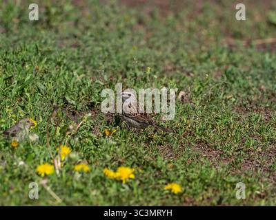 Chipping Sparrow Spizella passerina adulto ai margini del parcheggio Hellroaring Trailhead, Yellowstone National Park, Wyoming, USA, giugno 2019 Foto Stock
