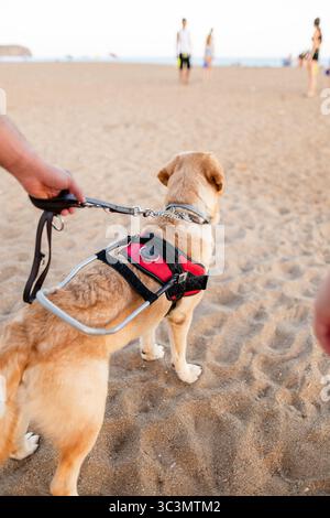 Un cieco cammina lungo una spiaggia sabbiosa con il suo fedele cane guida, illustrando uno stile di vita inclusivo e la forte compagnia tra di loro in un ser Foto Stock