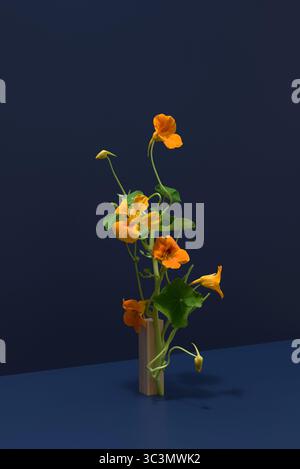 Un'immagine accattivante di una pianta nasturtium sostenuta da un pezzo di legno che mostra i suoi vibranti fiori arancioni su uno sfondo blu scuro. La scena Foto Stock