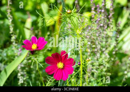 Questa splendida immagine ravvicinata mostra un vibrante fiore di cosmea adagiato su uno sfondo lussureggiante di cespugli verdi, mettendo in risalto i suoi delicati petali e nat Foto Stock