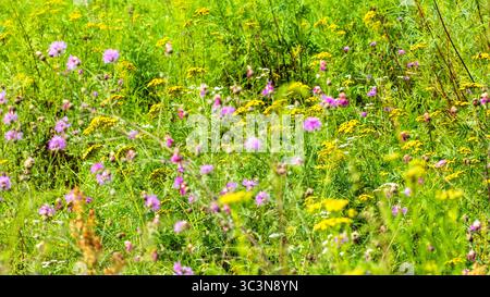 Questa foto panoramica mozzafiato mostra un prato lussureggiante adornato da una varietà di fiori selvatici in fiore. I colori vivaci e la bellezza naturale creano Foto Stock