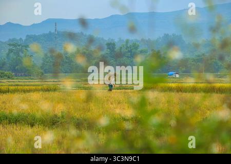 Un uomo trasporta mazzi di riso maturo che sono stati appena tagliati sul campo giallo brillante di Muong Thanh nel pomeriggio estivo Foto Stock