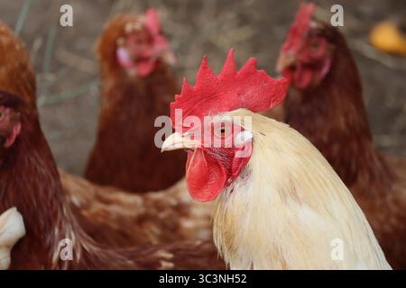 White Rooster presta molta attenzione ai suoi polli Foto Stock
