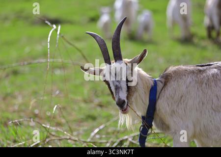 Una capra grigia adulta con corna guarda la telecamera. Foto Stock
