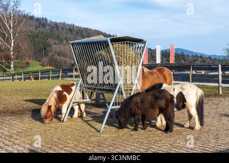 Diversi pony e cavalli si nutrono insieme da una cremagliera di fieno in una giornata limpida. Cura rurale e routine di alimentazione. Foto Stock