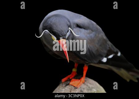 Inkaseeschwalbe, Larosterna inca, inca Foto Stock