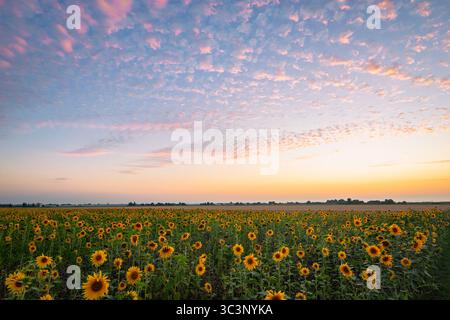 Campo dei girasoli sotto un vivace tramonto con il colorato cielo nuvoloso Foto Stock