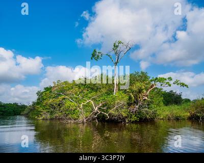 New River, Orange Walk District, Belize Foto Stock