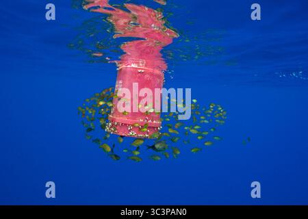 Lontano nell'oceano aperto delle Hawaii, un secchio di 5 galloni scartato si sposta con le correnti, trasformato in un'improbabile oasi di vita. Utilizzo di martinetti per giovani Foto Stock