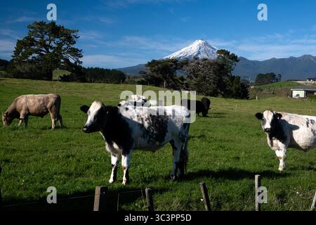 Bestiame in un campo verde con il monte Taranaki sullo sfondo vicino a New Plymouth, nuova Zelanda Foto Stock