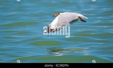 Un gabbiano dalla testa marrone (Chroicocephalus brunnicephalus) scivola in basso sulle limpide acque blu dell'oceano Foto Stock