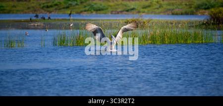 Pellicano a becco a puntino a metà movimento mentre atterra aggraziatamente su una tranquilla superficie lagunare, ali completamente sparse e spruzzi d'acqua sotto di essa Foto Stock