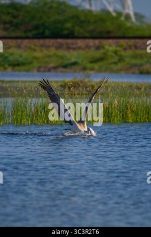 Pellicano a becco a puntino a metà movimento mentre atterra aggraziatamente su una tranquilla superficie lagunare, ali completamente sparse e spruzzi d'acqua sotto di essa Foto Stock