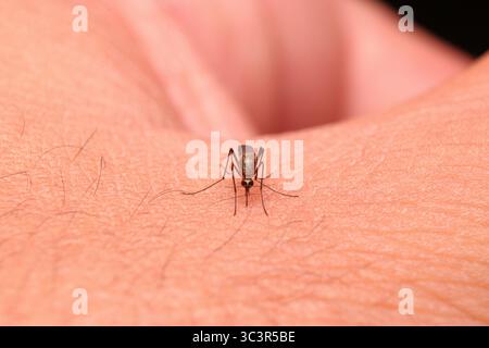 Macro primo piano di una zanzara che si nutre sulla pelle umana, illustrando la trasmissione della malattia e il comportamento degli insetti. Foto Stock