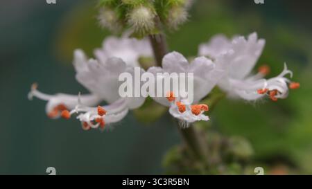 Primo piano di delicati fiori bianchi con colori arancioni vivaci, isolati su un morbido sfondo verde sfocato, simboleggiano la bellezza naturale e. Foto Stock