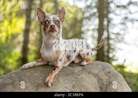 Cane Chihuahua seduto su una roccia nella foresta. Foto Stock