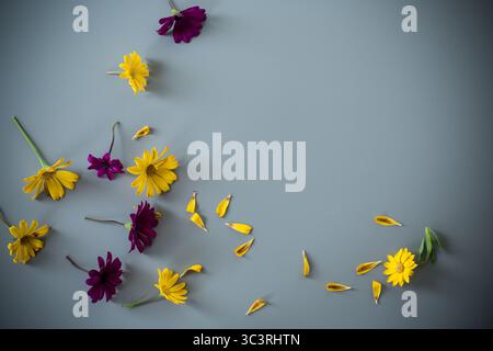 Petali e fiori luminosi su sfondo grigio. Foto Stock