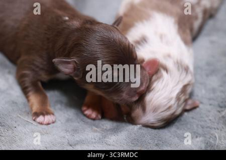 Due cuccioli dormono su una coperta Foto Stock