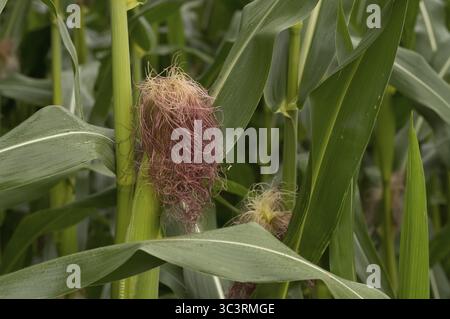 Seta di mais che cresce da un giovane orecchio di mais in una pianta di mais in un campo Foto Stock