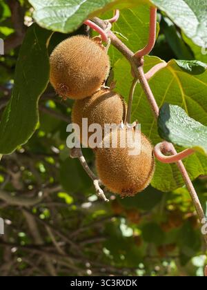Frutta e foglie di kiwi che crescono sull'albero. Prodotti ecocompatibili. Nutrizione e salute. Natura in estate. Foto Stock