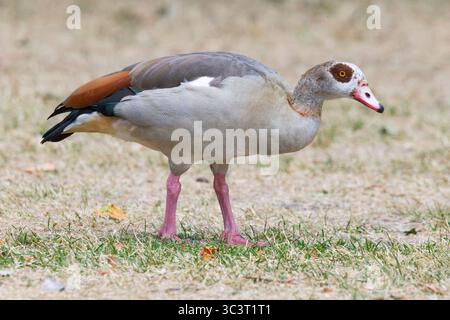 Oca egiziana (Alopochen aegyptiaca) a Hyde Park, Londra Foto Stock