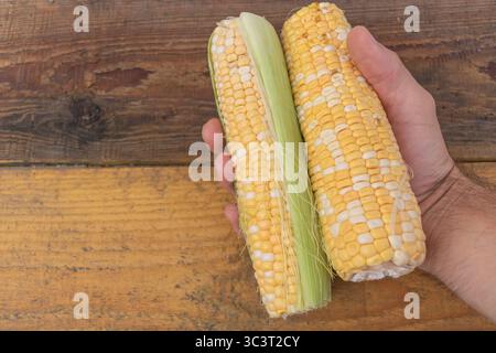 Pannocchie fresche di granturco tenute in mano su fondo in legno rustico. Foto Stock