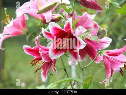 Un primo piano dell'Oriental Lily, Lilium. Foto Stock
