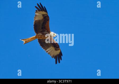 Un aquilone rosso si innalza sopra la testa con le ali completamente estese, mostrando la sua caratteristica coda a forca e il sorprendente piumaggio. Catturati con dettagli nitidi rispetto a un d Foto Stock