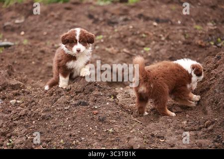Due cuccioli stanno giocando nello sporco Foto Stock