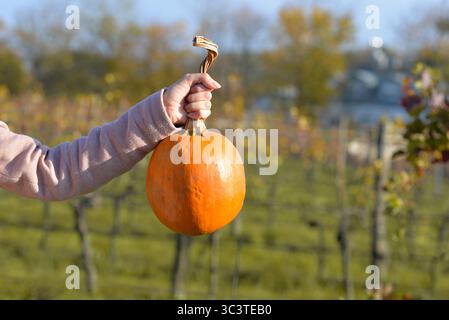 Una persona che tiene a mano una zucca arancione appena raccolta accanto allo stelo durante una giornata di sole autunno. Foto Stock