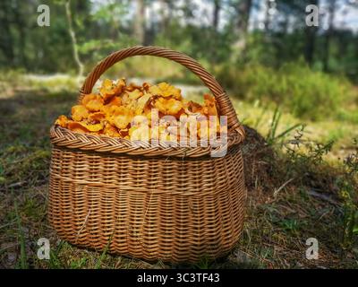 Cesto di vimini pieno di funghi oro appena forati, collocato sul fondo della foresta in un bosco di pini Foto Stock