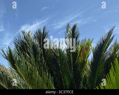 In una giornata di sole a la Gomera, nelle Isole Canarie, le palme si affacciano su un cielo azzurro pieno di nuvole Foto Stock