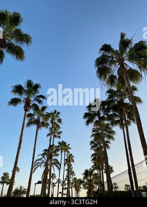 Le palme si estendono verso un cielo limpido e azzurro, creando un paradiso tropicale nelle Isole Canarie. Foto Stock