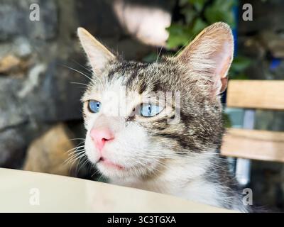 Un gatto con gli occhi blu guarda avanti con una museruola scontenta, seduto al tavolo su una sedia. Foto di alta qualità Foto Stock